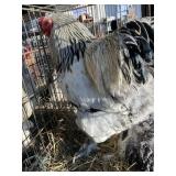 light brahma pair