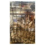 red pyle brahma rooster