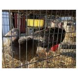 pair of turkeys