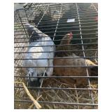 brahama hens
