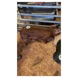 durroc male pig