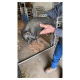 mini black boar