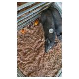 sow mini black