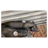 sow