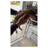mini boar