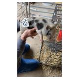 mini boar piglet