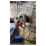 mini female piglet