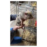 mini female piglet