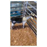 billy goat kid