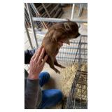 mini female pig