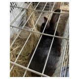Black flemish giant buck