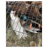 ducks drake and hen