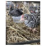 barred rock bantam