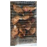laying hens