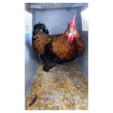 phoneix rooster