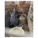 pigeons