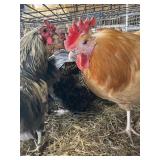 roosters
