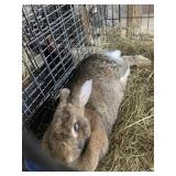 sandy flemish giant doe