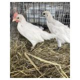 zombie chicks
