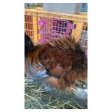Rooster