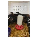 black chicks