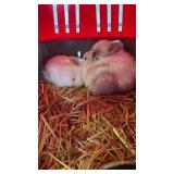 bunnies