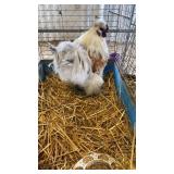 slikie rooster