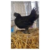 ayam cemani rooster