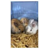 bunnies