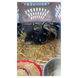 rouen duckes