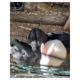 bunnies