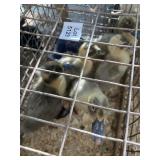 ancona/ crested ducklings