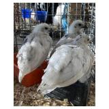 zombie pullets