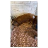 female mini pig with wattles
