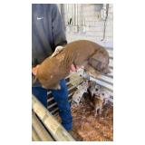 duroc male piglet