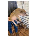 female duroc piglet
