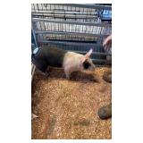 barrow pig