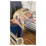male spot piglet