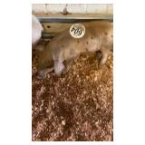 female piglet