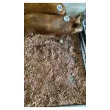 red male mini pig with wattles