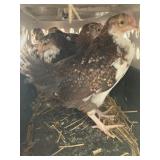 pullets