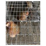 hens