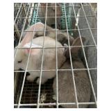 mixed rabbits