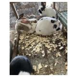 rabbits bucks flemish cross blue