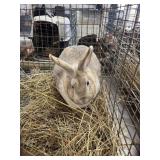 tan doe rabbit