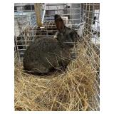 brown buck rabbit