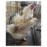 Pair of Chickens