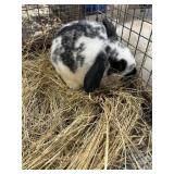 black and white lop bunnie 12 weeks old