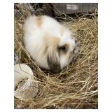 fuzzy lop bunnie 12 weeks old