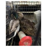 Pair of Ducks